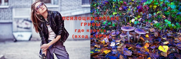 стаф Дмитровск
